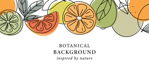 Fototapeta premium Line art citrus fruits background. Lemon, orange, yuzu, pomelo, lime, mandarin