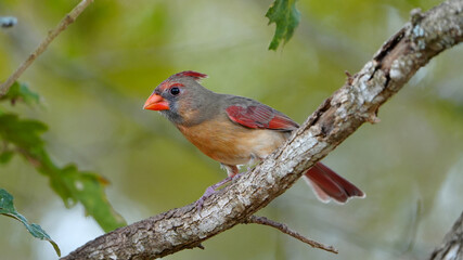 Brightly colored female Northern Cardinal sitting in an oak tree