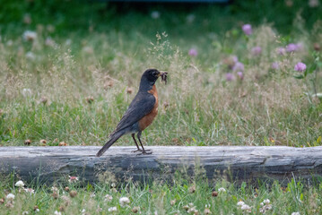 American Robin with a beak full of worms