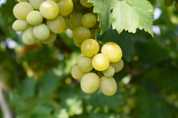 Close up of grapes hanging on Vine, Hanging grapes. Grape farming. Grapes farm. Tasty green grape bunches hanging on branch. Grapes With Selective Focus on the subject, Chakwal, Punjab, Pakistan