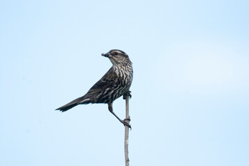 Female Redwing Blackbird at the top of the tree