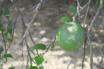 unripe green oranges on tree, close-up of a beautiful orange tree with green oranges, fruit hanging on a tree, Close-up of unripe oranges hanging on a tree, Chakwal, Punjab, Pakistan