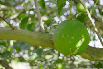 unripe green oranges on tree, close-up of a beautiful orange tree with green oranges, fruit hanging on a tree, Close-up of unripe oranges hanging on a tree, Chakwal, Punjab, Pakistan