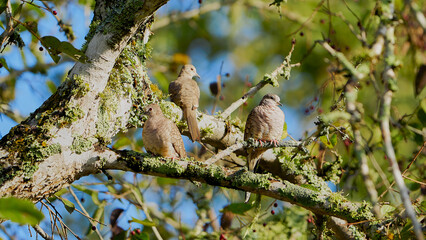 Three Inca doves sunbathing in a tree.