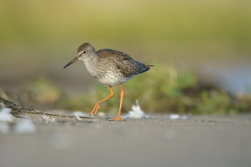 Common redshank
