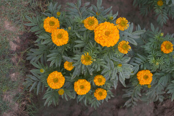 orange marigold flower blossom in garden, orange Mari Gold flowers for decorate garden, Close up of beautiful orange marigold flower. Nature, Marigold flowers bloom in the morning, Marigold