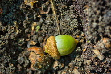 Green acorn laying on the ground: green and brown contrast