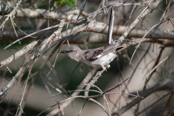 Songbird Northern Mockingbird with tail Raised 