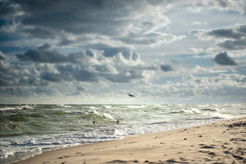Seagulls soar above the Baltic Sea in Kolobrzeg, Poland, gracefully gliding over the waves and sandy beaches, capturing the essence of coastal life.