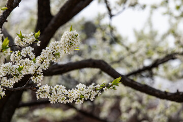 cherry blossoms in Gyeongbokgung Palace