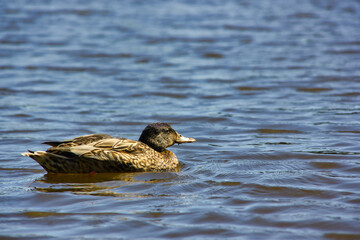 Prifle of brown duck on the water in summer