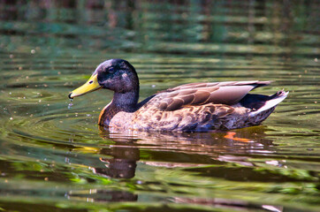 Profile of brown duck with nice yellow beak, swimming on the water of the pond