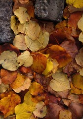 fallen autumn leaves
