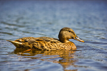 Cute brown duckling on the blue water of the lake on a sunny day