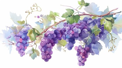 Stylish watercolor still life of a grapevine with vibrant purple grapes and green leaves, isolated on white background for postcards, banners