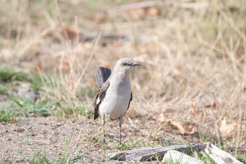 Medium Songbird Northern Mockingbird Standing