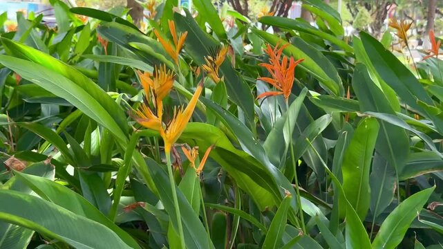 southern flowers strelitzia in tropical garden