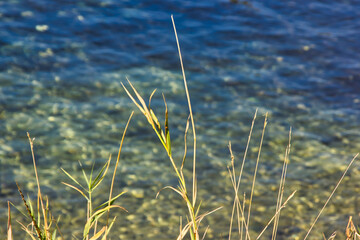 Macro photography of grass in the wind over the blue water of the lake of Konstanz