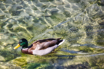 Beautiful green headed duck swimming on the water of the lake