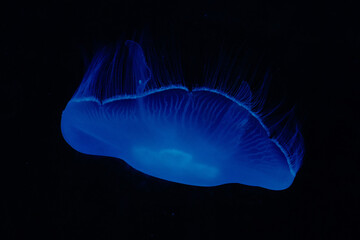 A blue jellyfish in dark water © Nicole