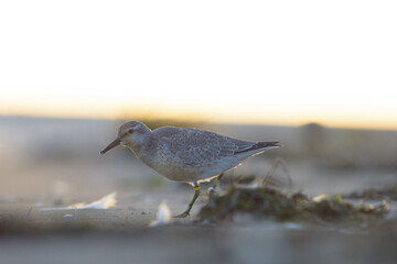 Red knot