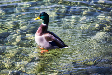 Gorgeous green headed duck playing in the water of the lake