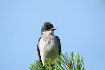 Flycatcher Eastern Kingbird Scanning from a tree perch