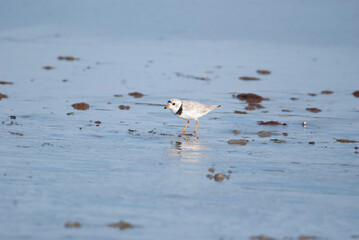 Tiny Shorebird Piping plover foraging in the wet sand