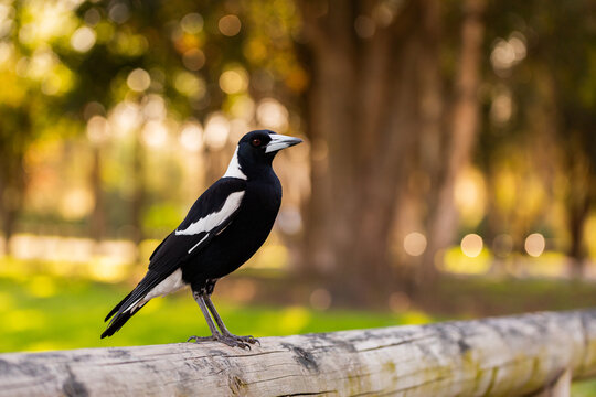 Australian magpie bird perched on wooden park railing with bokeh copy space