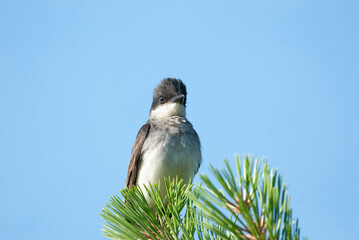 Flycatcher Eastern Kingbird Scanning from a tree perch