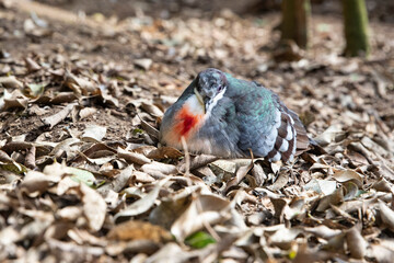on the ground among the leaves of Sangrant de Luzon or Gallicolumba luzonica