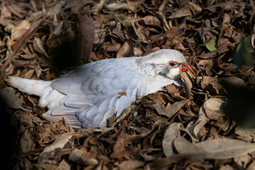 White Bird with a Red Beak on a Fallen Leaf