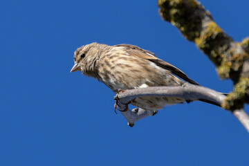 Female Linnet (Linaria cannabina) – Commonly found in grasslands, spotted at Turvey Nature Reserve, Dublin