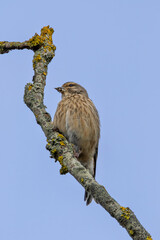Female Linnet (Linaria cannabina) – Commonly found in grasslands, spotted at Turvey Nature Reserve, Dublin