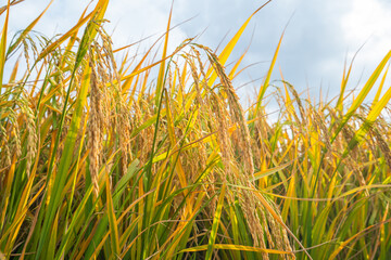 Autumn Harvest Season Golden Rice Fields Rice