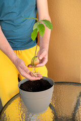 Vertical photo of a man replants an avocado plant grown at home from a seed into a pot