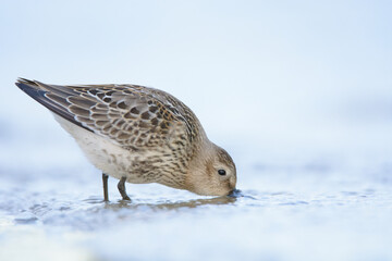 Dunlin