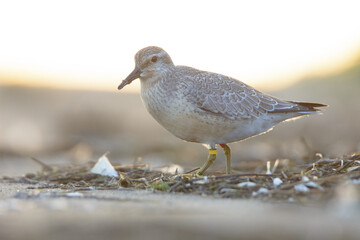 Red knot