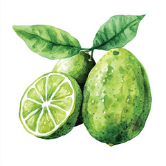 Finger lime fruit watercolor clipart illustratration