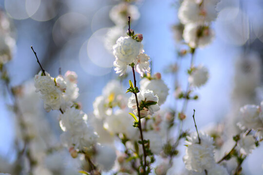 A dense cluster of white prunus blossoms on thin branches on ornamental bush