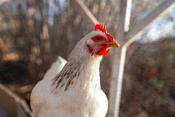 white hen in a chicken coop. close up