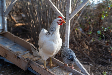 white hen in a chicken coop. close up