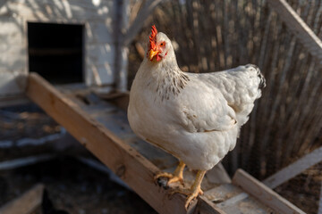 white hen in a chicken coop. close up