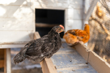 chickens in a chicken coop. close up