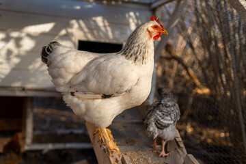 white hen in a chicken coop. close up