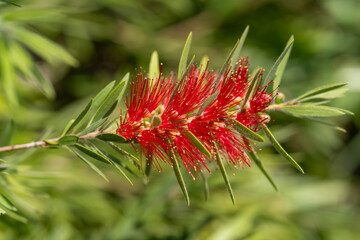Fleur de callistemon