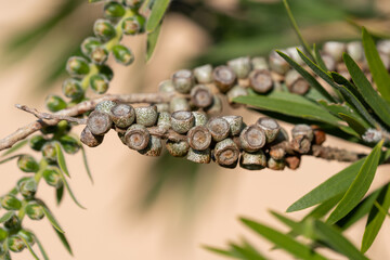 Graines de callistemon