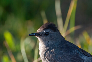 Portrait of Medium songbird Gray Catbird in the grass