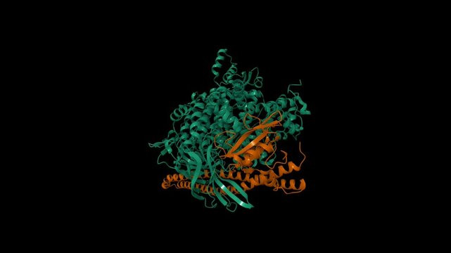 Crystal structure of PI3Kalpha. Catalytic subunit is shown in green, regulatory subunit im brown. Animated 3D cartoon and molecular surface models, PDB7pg5, entity id color scheme, black background