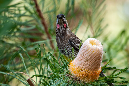 Red Wattlebird perched next to Hooker's Banksia flower cone.
